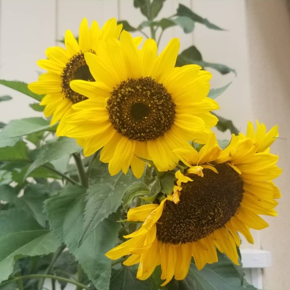 Meet your Posher, Renee - Picture 2 of 2